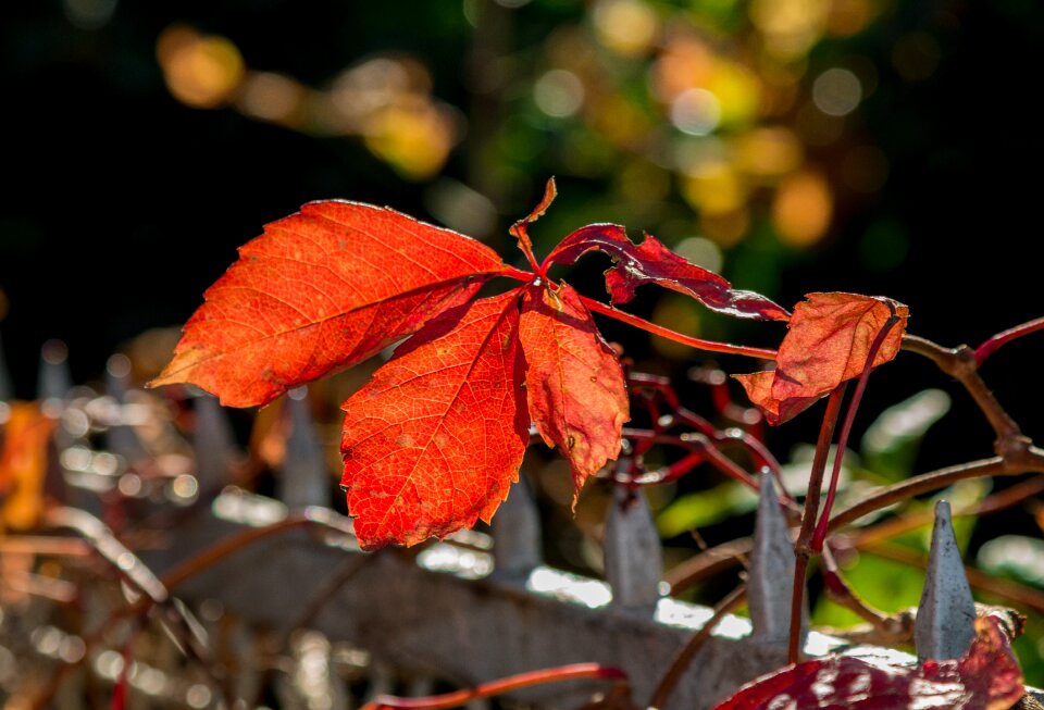 Autumn red leaves
