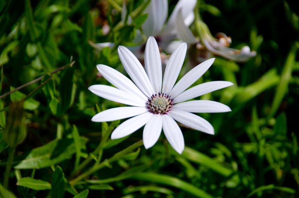 Nature botany garden