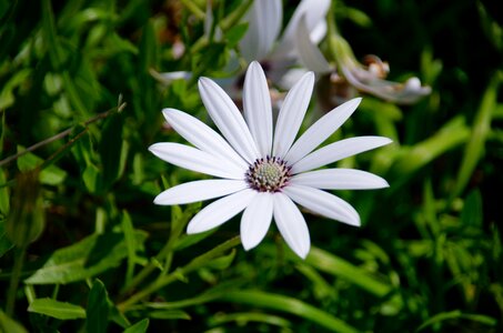 Nature botany garden