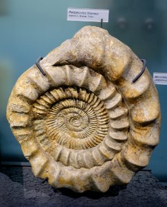 Perisphinctes maximus, Ammonit, Wielun, Poland - Museum fur Naturkunde, Berlin - DSC09987