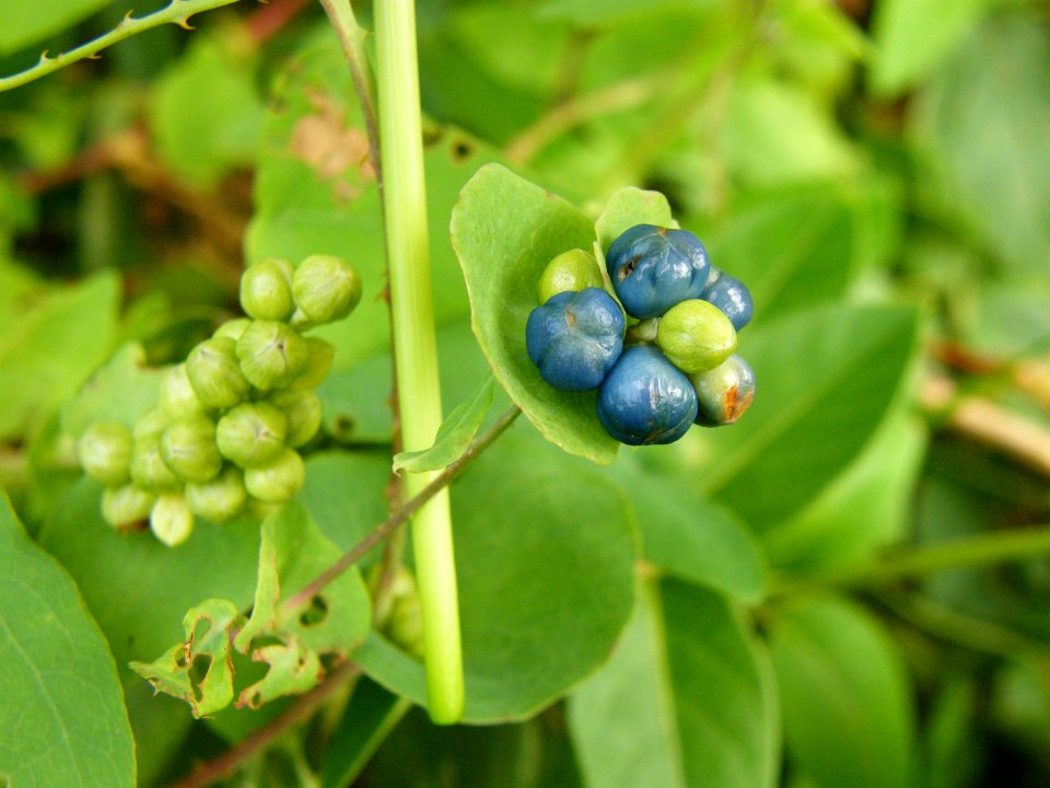Persicaria perfoliata, naturalised, Delaware