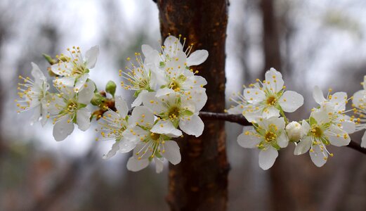 Blossom bloom flower