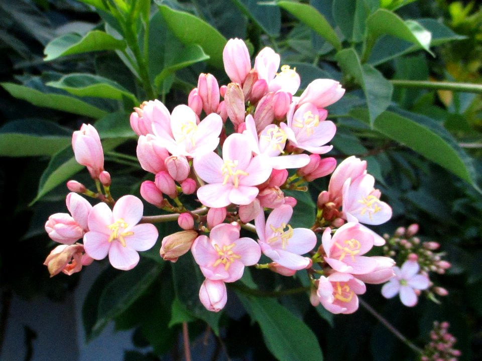 Peregrina (Jatropha integerrima) pink flowers