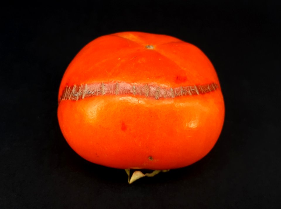 Persimmon scab 2017 A-