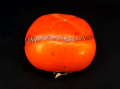 Persimmon scab 2017 A-