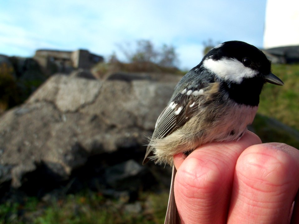 Periparus ater ringed by Landsort Bird Observatory-7