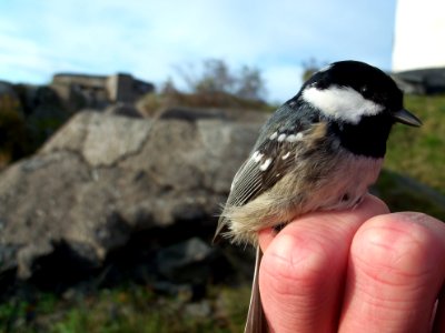 Periparus ater ringed by Landsort Bird Observatory-7