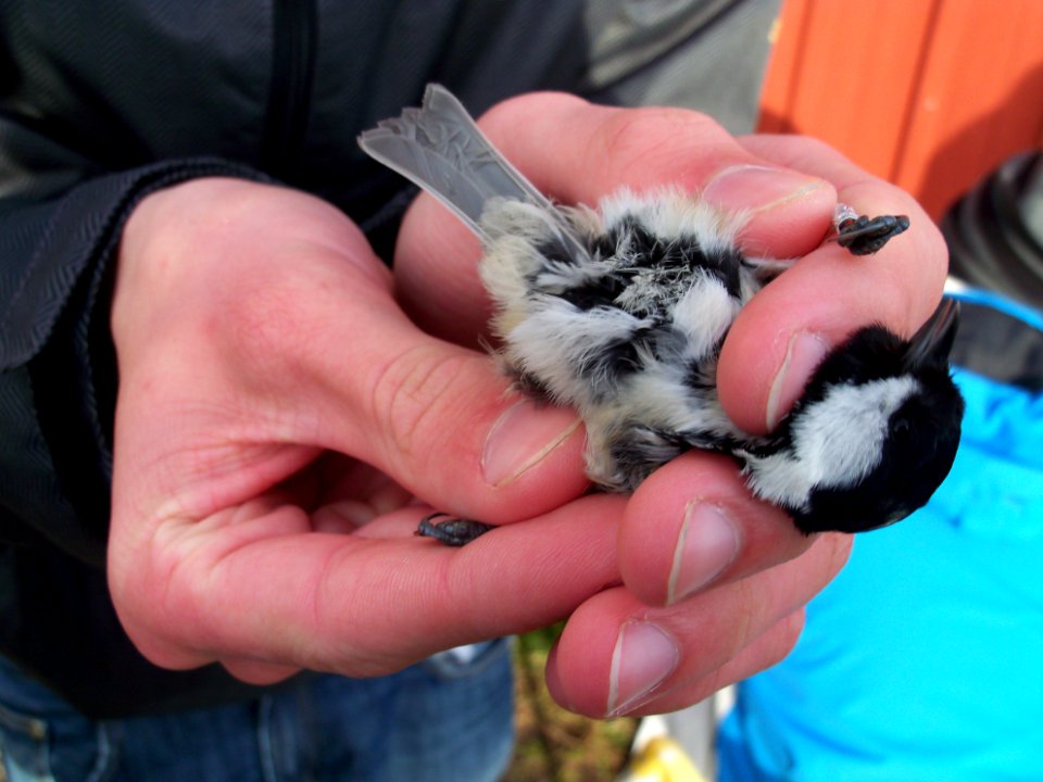Periparus ater ringed by Landsort Bird Observatory-5