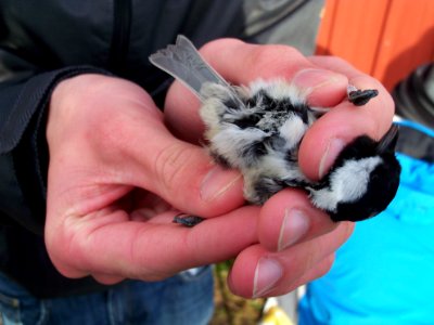 Periparus ater ringed by Landsort Bird Observatory-5