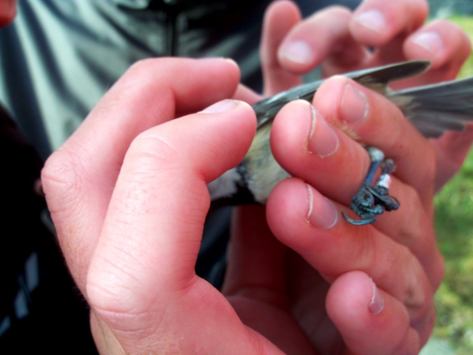 Periparus ater ringed by Landsort Bird Observatory-2