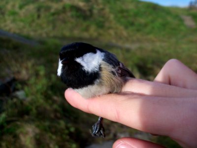 Periparus ater ringed by Landsort Bird Observatory-10