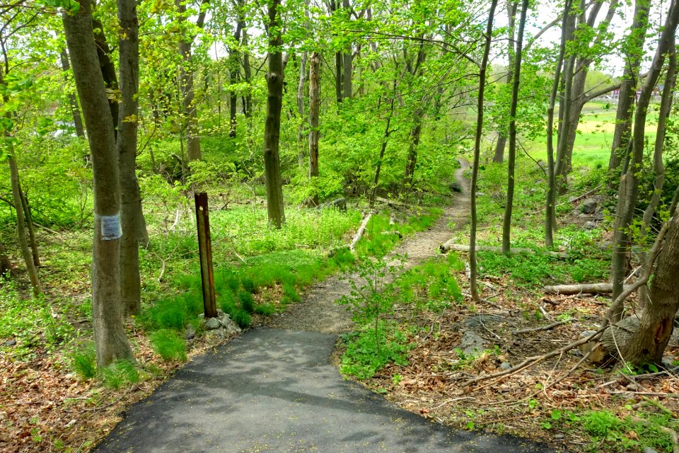 Perimeter path - Arlington Reservoir (the Res) - Arlington, MA - DSC01983