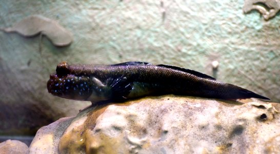 Periophtalmus barbarus 03082014 Aquarium Canet en Roussillon