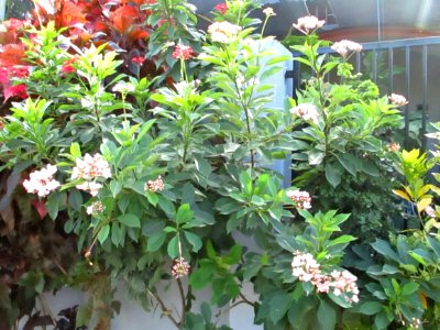 Peregrina (Jatropha integerrima) pink flowers 2