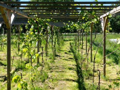 Pergola with grapevines photo