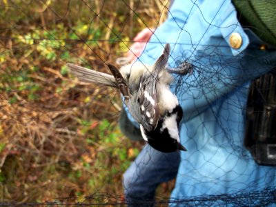 Periparus ater in ringing net of Landsort Bird Observatory
