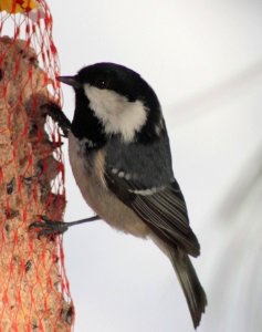Periparus ater Oulu 20130222