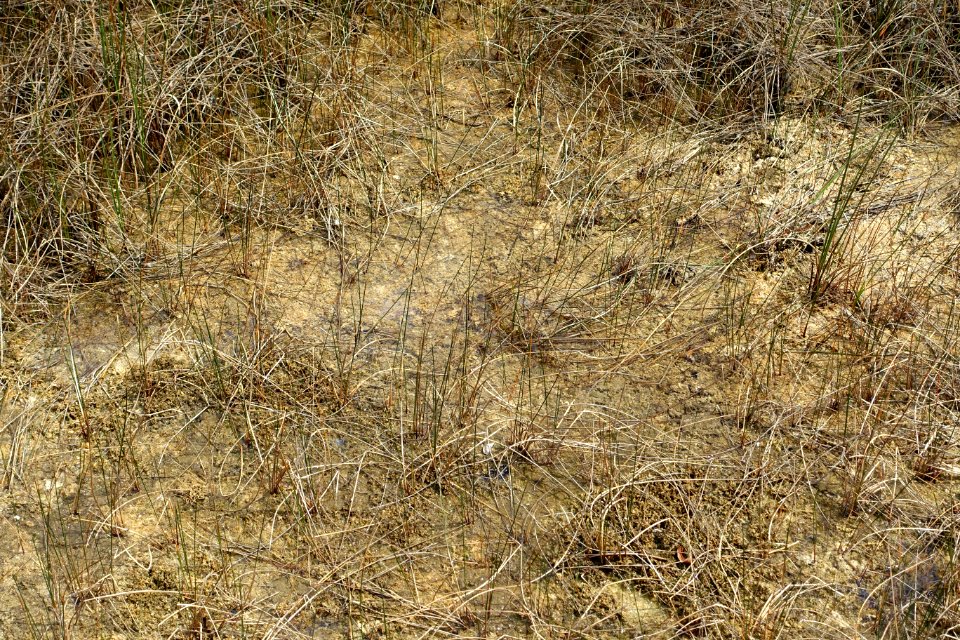 Periphyton - Everglades National Park - DSC09409