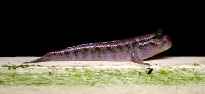 Periophthalmus barbarus Vivarium Tournai 27122015 1