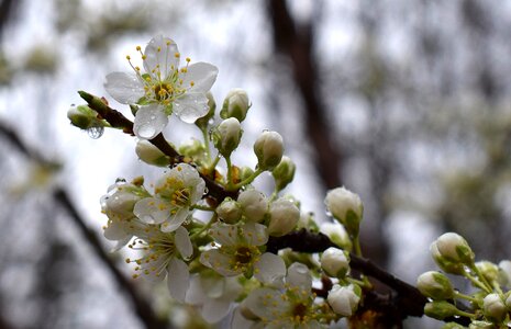 Blossom bloom flower