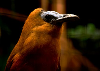 Perissocephalus tricolor Parc des Oiseaux 21 10 2015 4