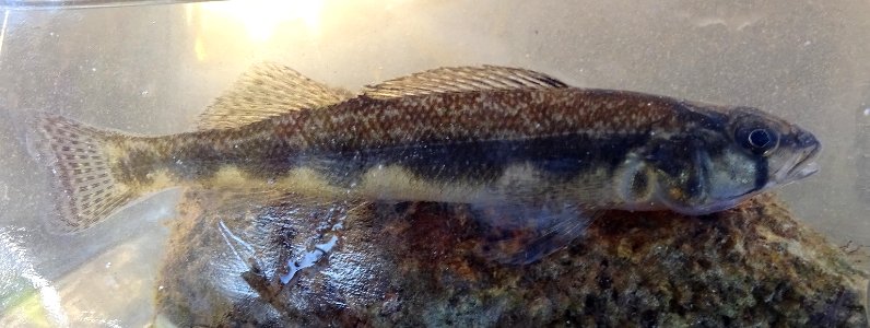 Percina maculata 26080722