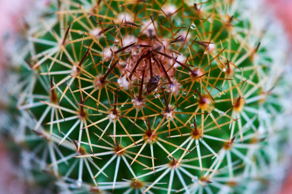 Macro flower picture garden