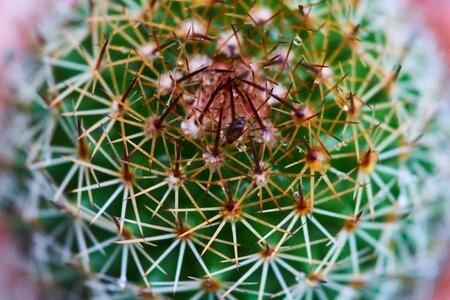 Macro flower picture garden photo