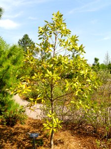 Persea borbonia - United States Botanic Garden - DSC09465