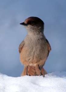 Perisoreus infaustus Kittilä 20180418 02
