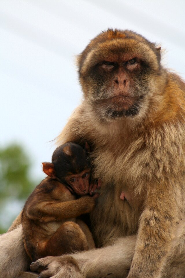 Barbary ape gibraltar monkey