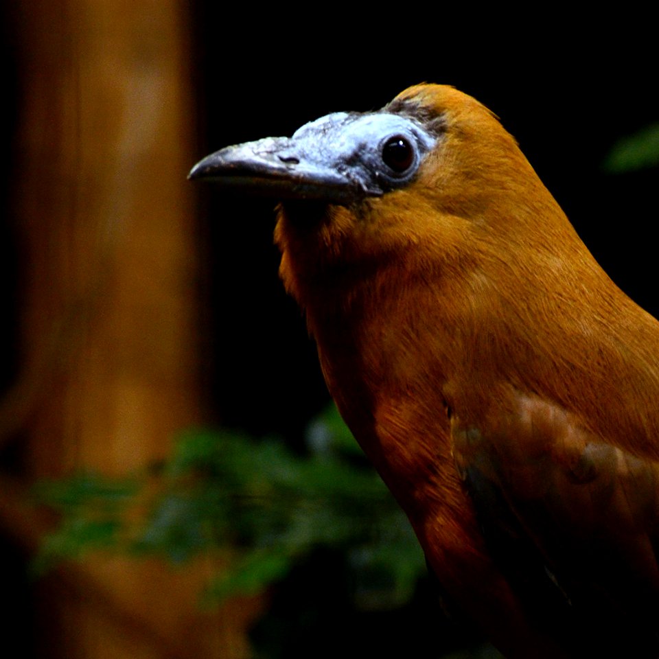 Perissocephalus tricolor Parc des Oiseaux 21 10 2015 3