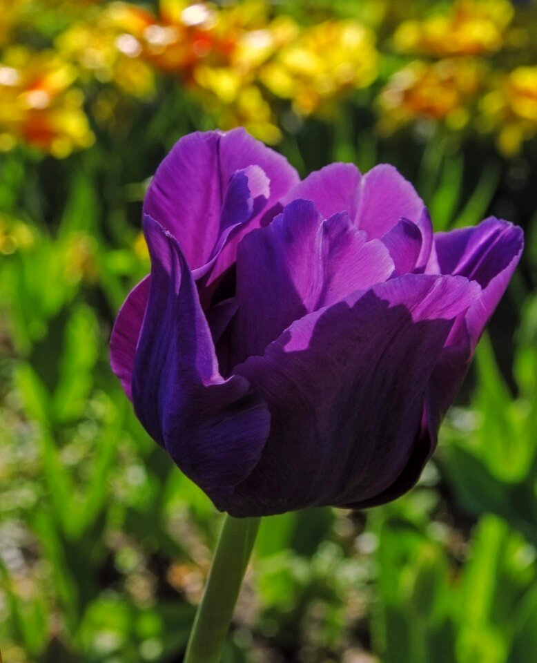 Floral bloom spring