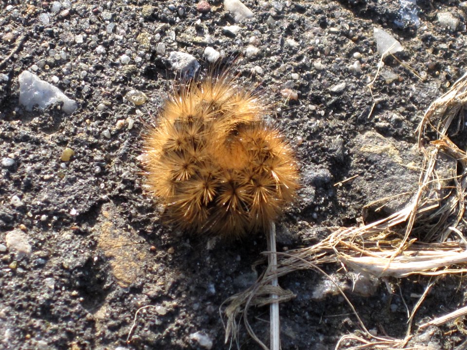 Phragmatobia fuliginosa (Ruby Tiger) caterpillar, Arnhem, the Netherlands
