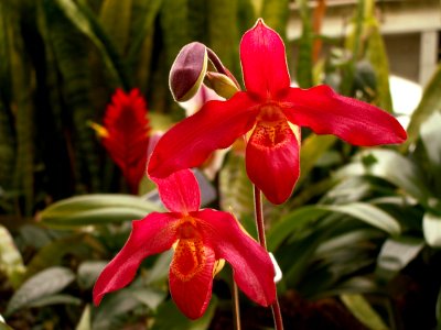 Phragmipedium Memoria Dick Clements