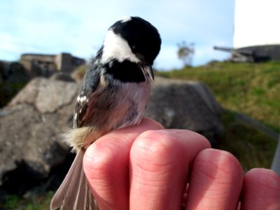 Periparus ater ringed by Landsort Bird Observatory-8