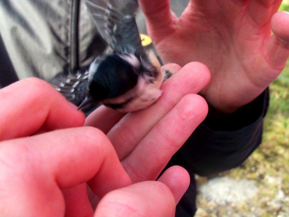 Periparus ater ringed by Landsort Bird Observatory-3
