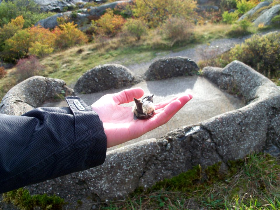 Periparus ater ringed by Landsort Bird Observatory-12