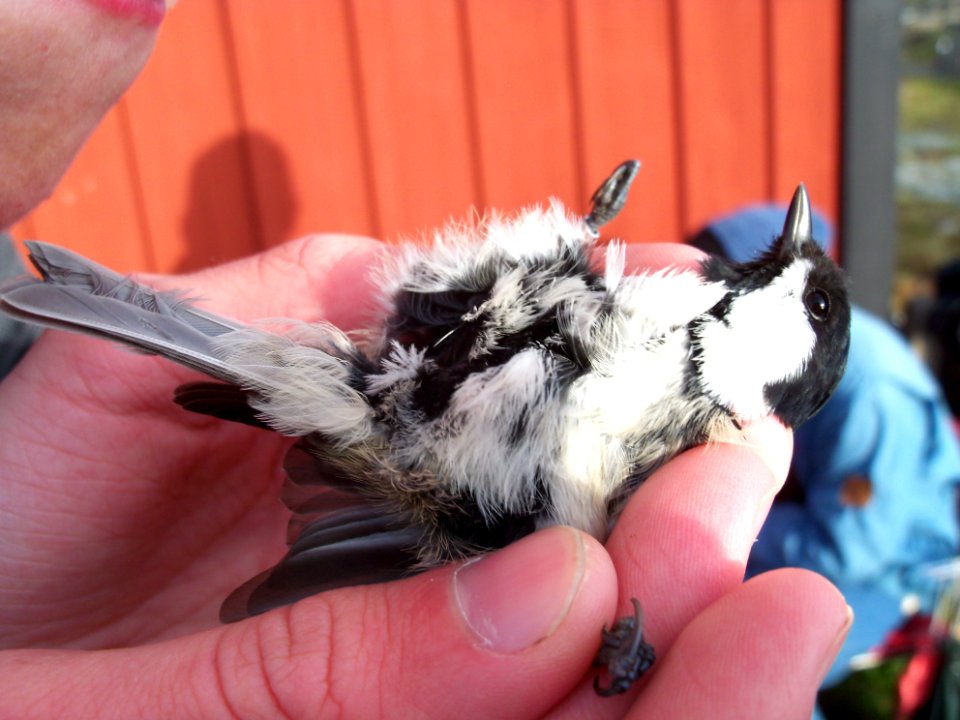 Periparus ater ringed by Landsort Bird Observatory-4