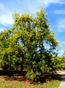 Persea americana - Fruit and Spice Park - Homestead, Florida - DSC08860