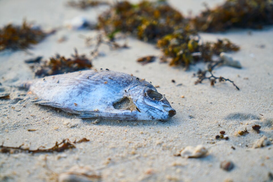 Animal beach dead animal
