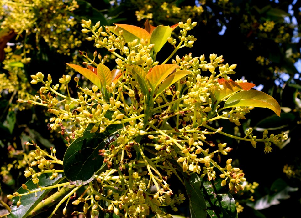 Persea americana - Fruit and Spice Park - Homestead, Florida - DSC08857