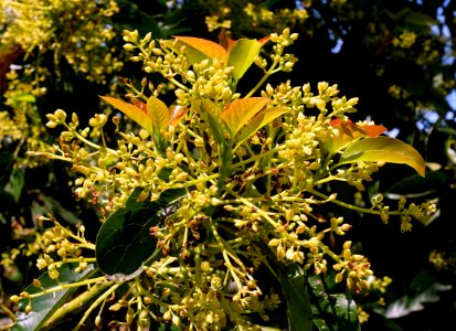 Persea americana - Fruit and Spice Park - Homestead, Florida - DSC08857
