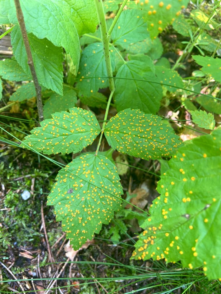 Phragmidium rubi-idaei 134310067