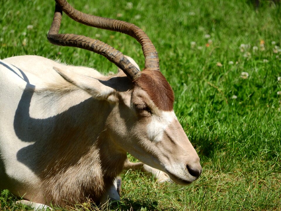 Long horns african animals african kopytník