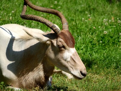 Long horns african animals african kopytník