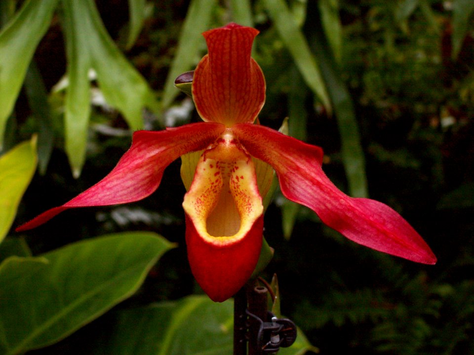 Phragmipedium After Glo ‘John’s Happy Birthday,’ Phipps Conservatory, 01