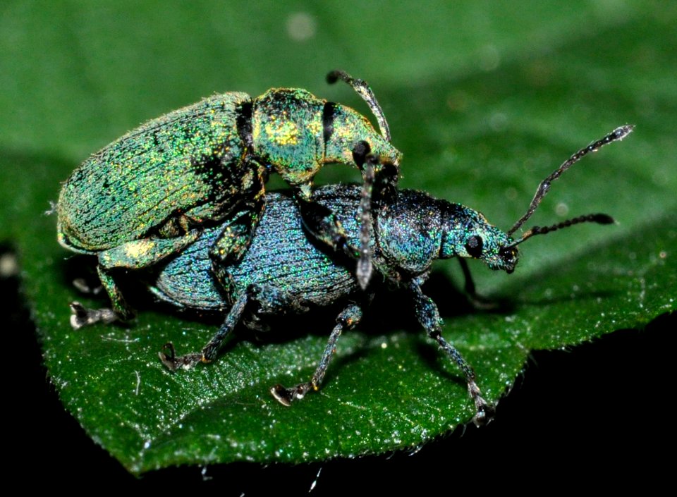 Phyllobius-argentatus-04-fws