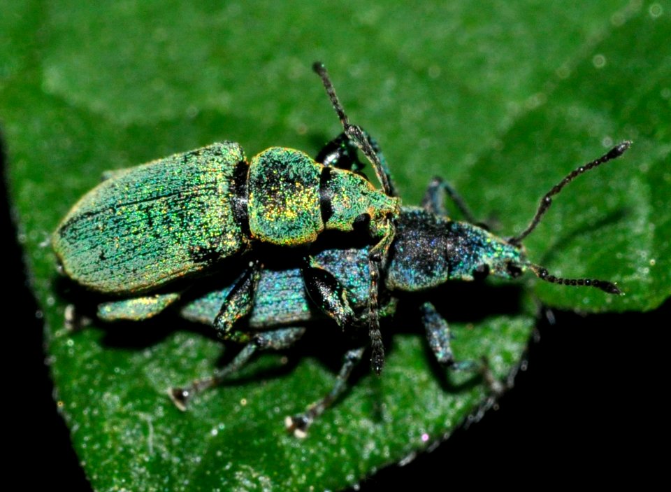 Phyllobius-argentatus-03-fws