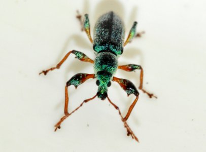 Phyllobius-arborator-12-fws